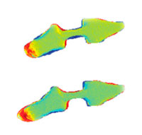 color-coded representation of planaria fission process, figure 3a from PNAS paper